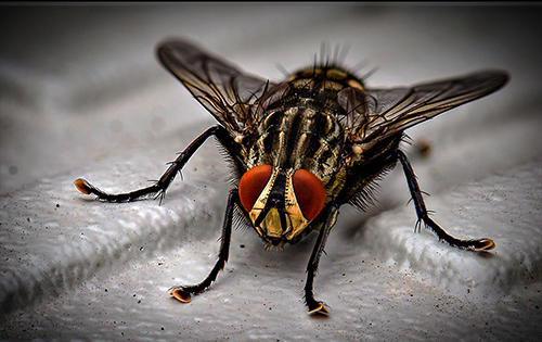 dnatured-scientists-confirm-insect-with-longest-recorded-lifespan-is-that-noisy-fly-in-your-kitchen-small