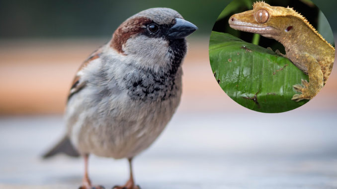 dnatured-sparrow-bragging-about-t-rex-ancestry-actually-descended-from-some-bitch-ass-lizard-small