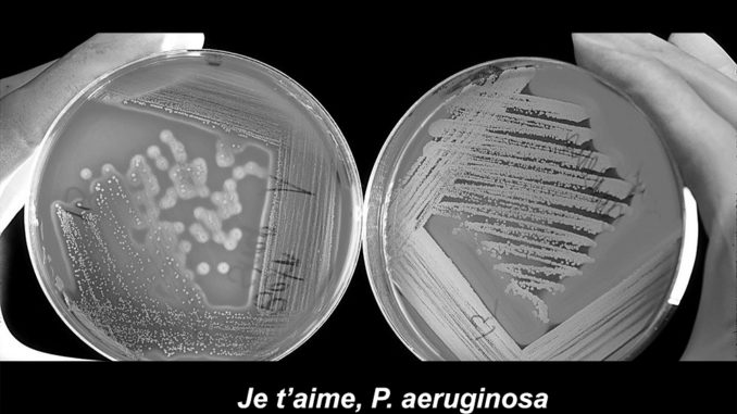 biofilm2