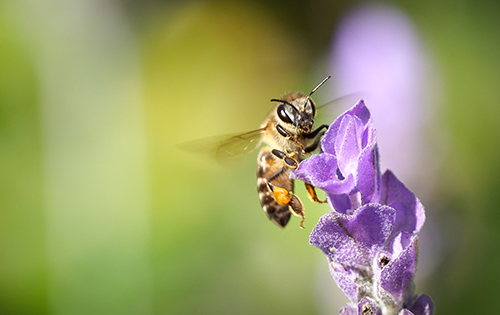 dnatured-most-plants-enjoy-being-licked-in-the-phloem-claims-this-bee