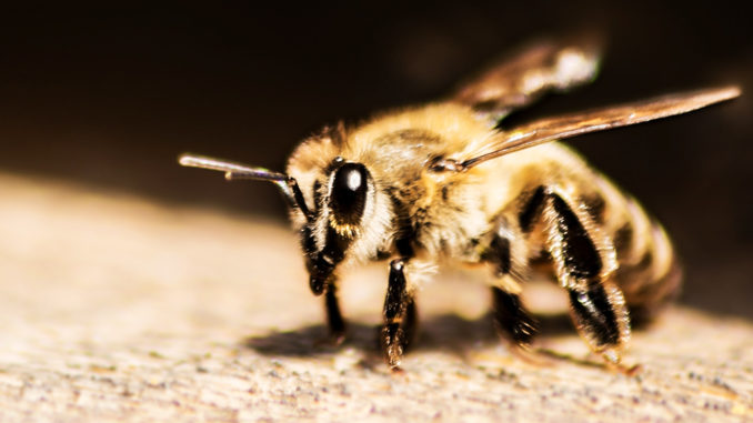 dronebee