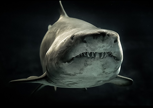 dnatured-shark