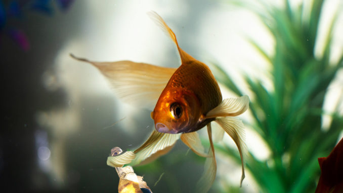 dnatured-fish-alcohol
