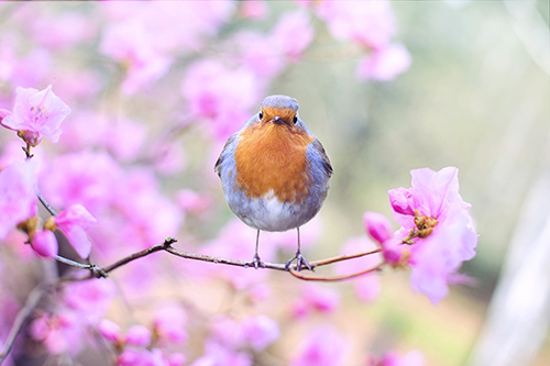 dnatured-birdlegs