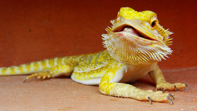 dnatured-dragon