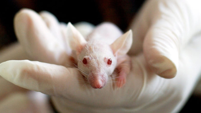 dnatured-rats