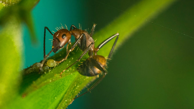 dnatured-ant