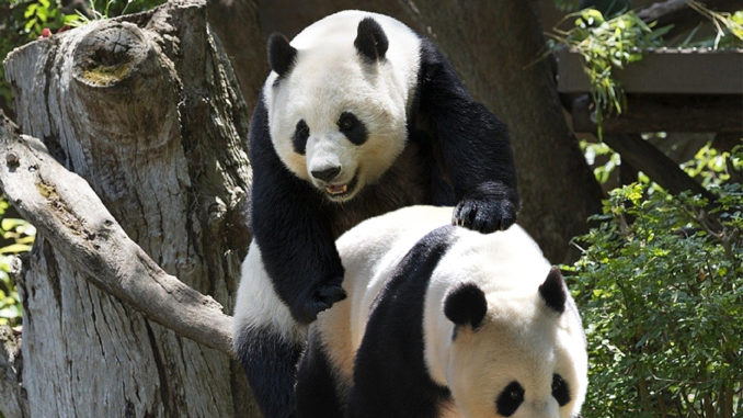 dnatured-pandas