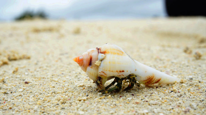 dnatured-hermitcrab